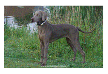 Text Box: Llevage du Domaine des Weimars (Paris -Ile de France) est un levage de chiens Braque de Weimar, weimaraner, qui vivent dans notre maison, non en chenil. 

Pour obtenir des portes de Braque de Weimar  weimaraner de grande qualit, nous slectionnons rigoureusement les gniteurs de nos chiots Braque de Weimar weimaraner.

Les gniteurs sont:
  - des chiens de race Braque de Weimar,  inscrits au Livre des Origines Franaises (LOF)  
  - dpists par radiographie de la dysplasie
  - bien quilibrs au niveau de leur comportement.

Nous vous proposons : 
  - la vente de chiots  Braque de Weimar weimaraner avec pedigree,  
  - la pension canine et centre de vacances des Braques de Weimar weimaraner issus de notre levage
  - des conseils pour bien choisir votre futur compagnon, Braque de Weimar weimaraner en fonction de votre mode de vie.  www.domainedesweimars.fr
