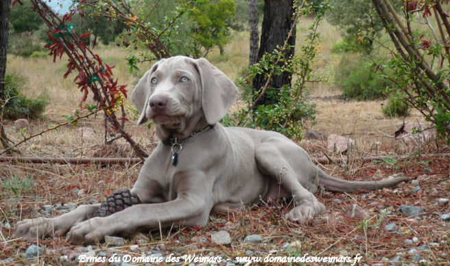 Braque de Weimar Domaine des Weimars